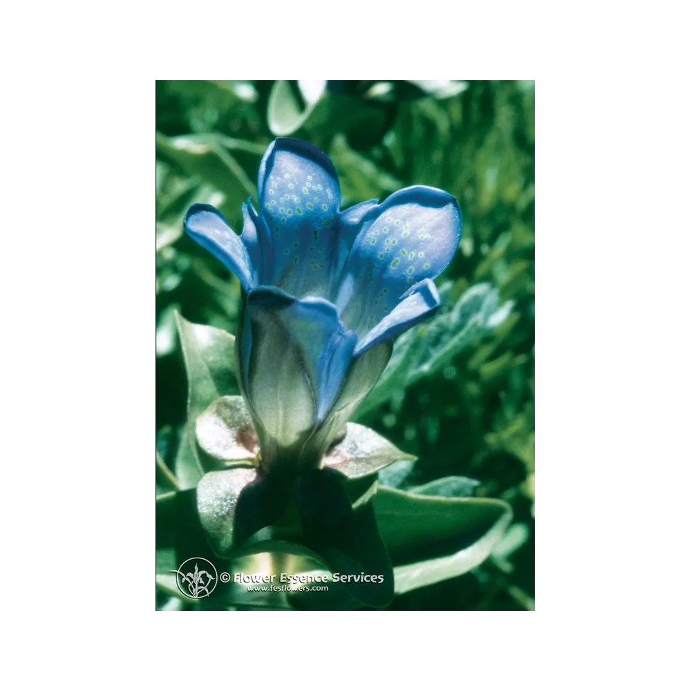 Essence unique californienne FES - Gentiane de l'explorateur (Gentiana calycosa) 7,4 ml