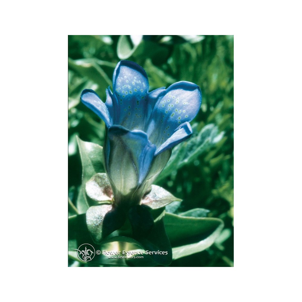 FES Californian Single Essence - Explorer's Gentian (Gentiana calycosa) 7.4 ml
