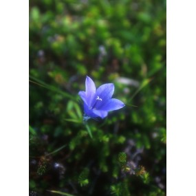 Alaska Single Essence - Harebell (Campanula lasiocarpa) 7.4 ml