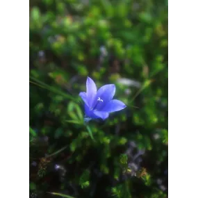 Essence simple Alaska -...