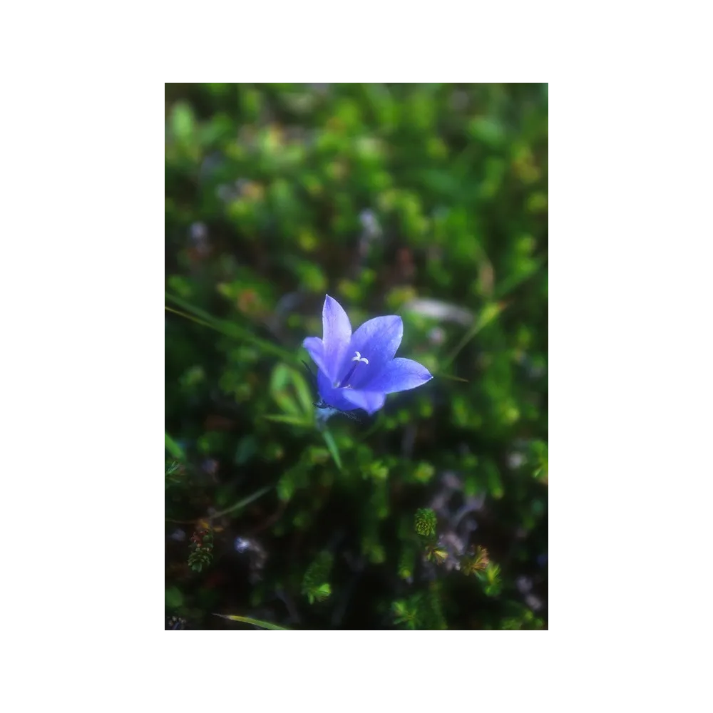 Alaska Single Essence - Harebell (Campanula lasiocarpa) 7.4 ml