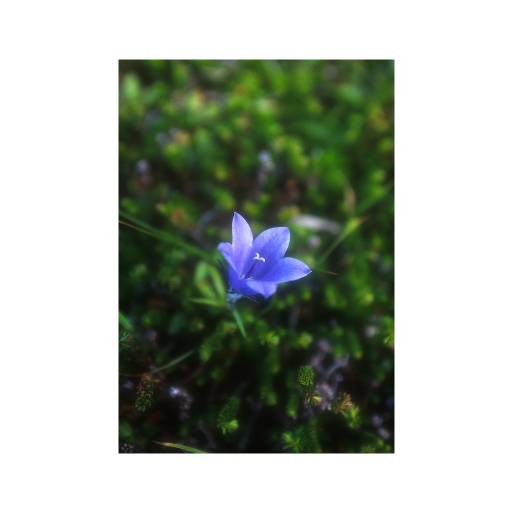 Esencia única de Alaska - Campanilla (Campanula lasiocarpa) 7,4 ml