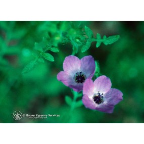 Esencia única californiana FES - Flor de Fiesta (Pholistoma auritum) 7,4 ml