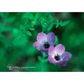 Essence unique...