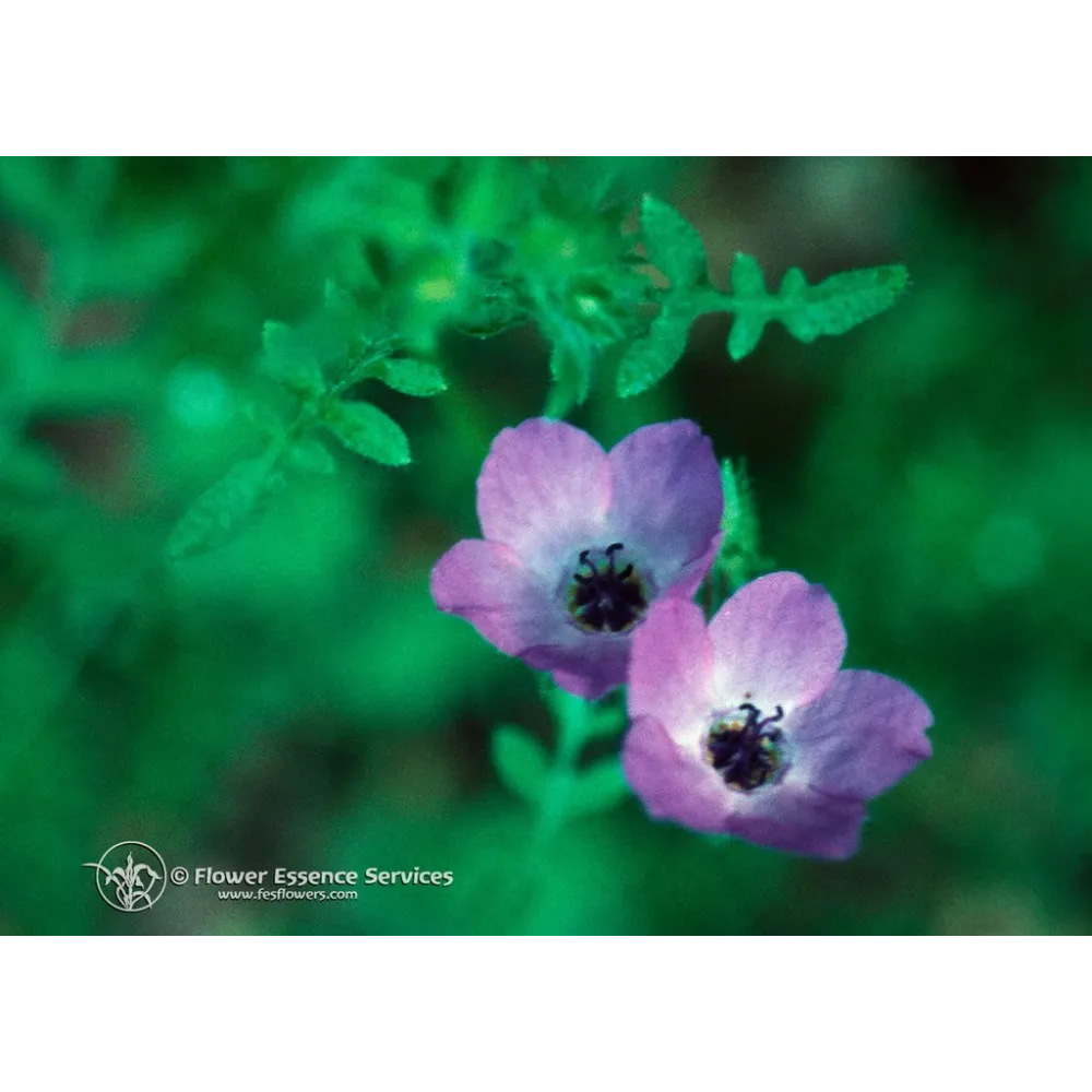Single Californian Essence FES – Fiesta Flower