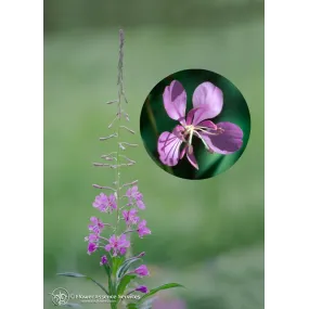 Essence unique...