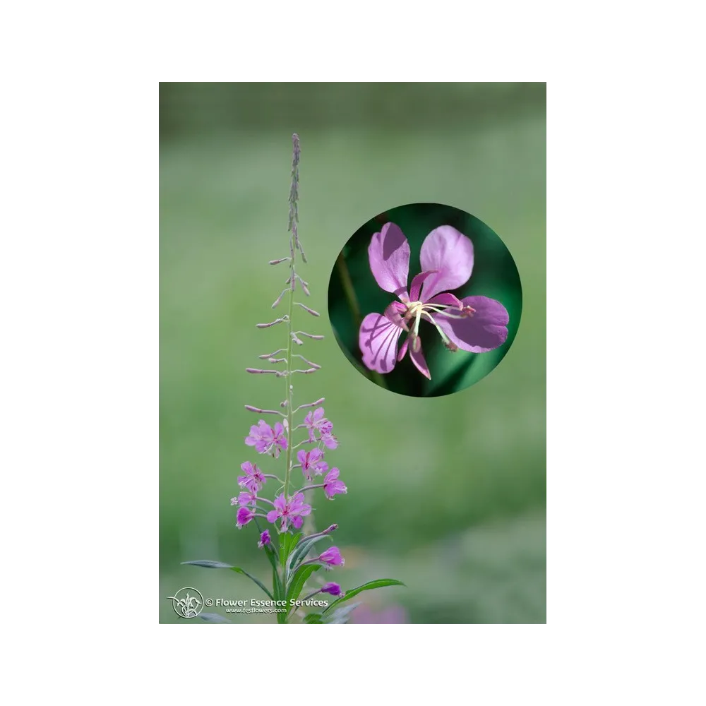 Esencia única californiana FES – Fireweed