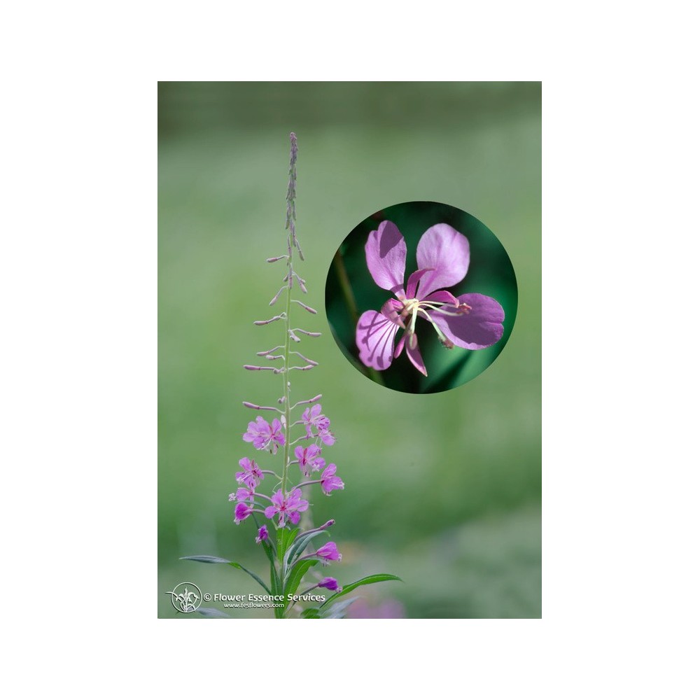 Essence unique californienne FES - Épilobe (Epilobium angustifolium) 7,4 ml