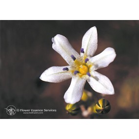Esencia única californiana FES - Jacinto vidrioso (Triteleia lilacina) 7,4 ml
