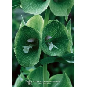 Esencia única californiana FES - Campanas verdes de Irlanda (Moluccella laevis) 7,4 ml
