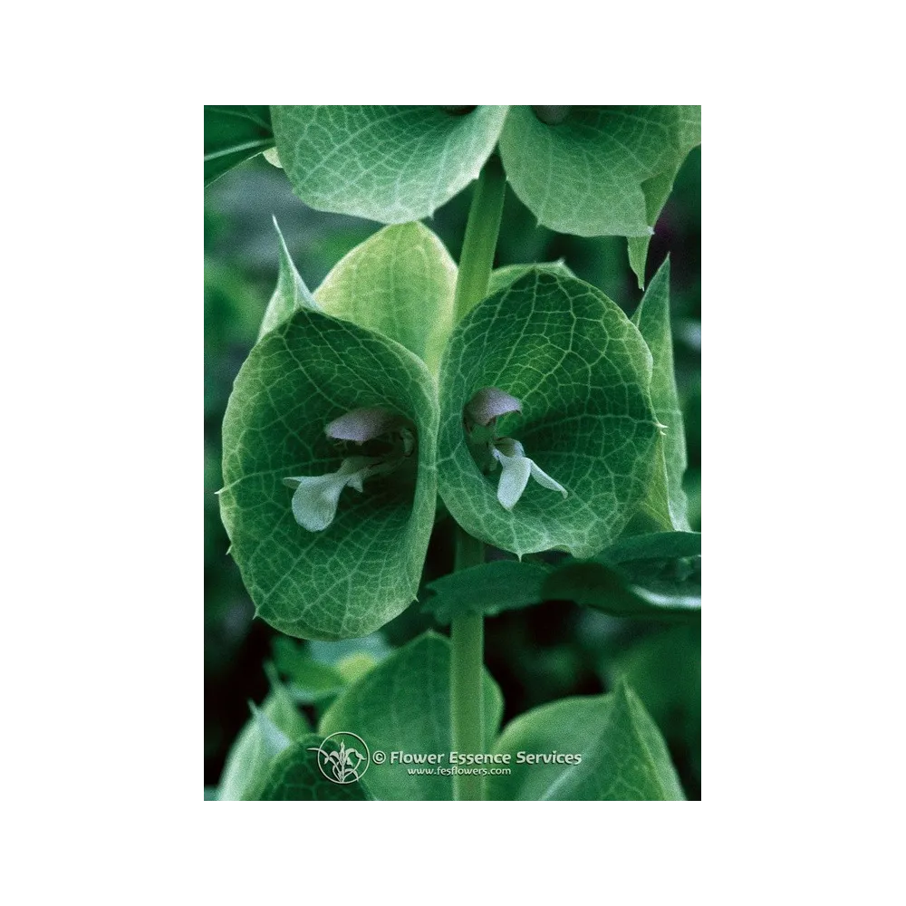 Esencia única californiana FES - Campanas Verdes de Irlanda