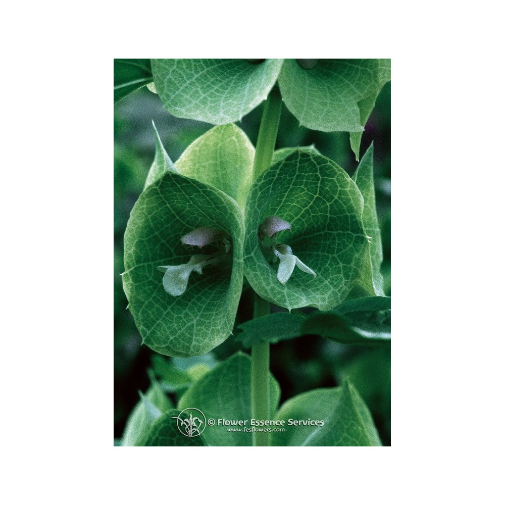 Essenza Singola Californiana FES - Green Bells of Ireland (Moluccella laevis) 7,4 ml