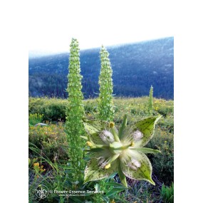 Esencia única californiana FES - Genciana Cruz Verde (Frasera speciosa, Swertia radiata) 7,4 ml