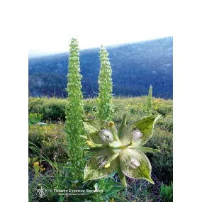 Esencia única de California...