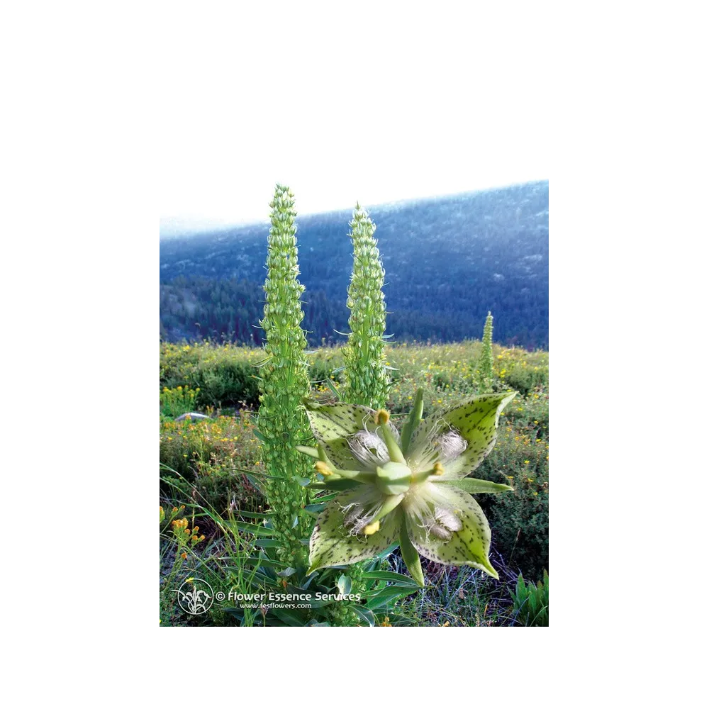 Californian Single Essence FES – Green Cross Gentian