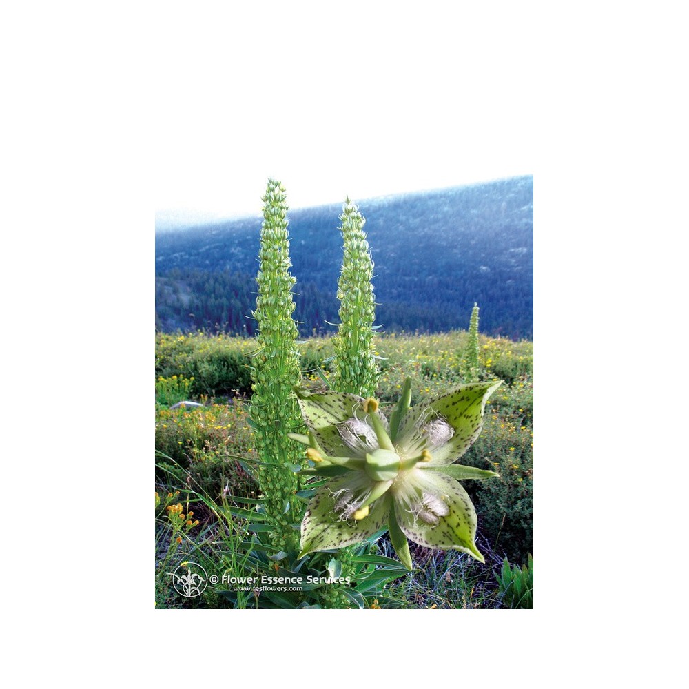 Essenza Singola Californiana FES - Green Cross Gentian (Frasera speciosa, Swertia radiata) 7,4 ml