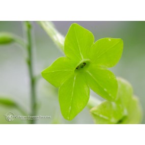 Esencia única californiana FES - Nicotiana verde (Nicotiana alata) 7,4 ml
