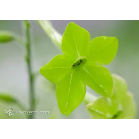 Esencia única californiana...