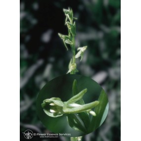 Esencia única californiana FES - Orquídea reina verde (Platanthera sparsiflora) 7,4 ml
