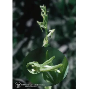 Esencia única californiana...
