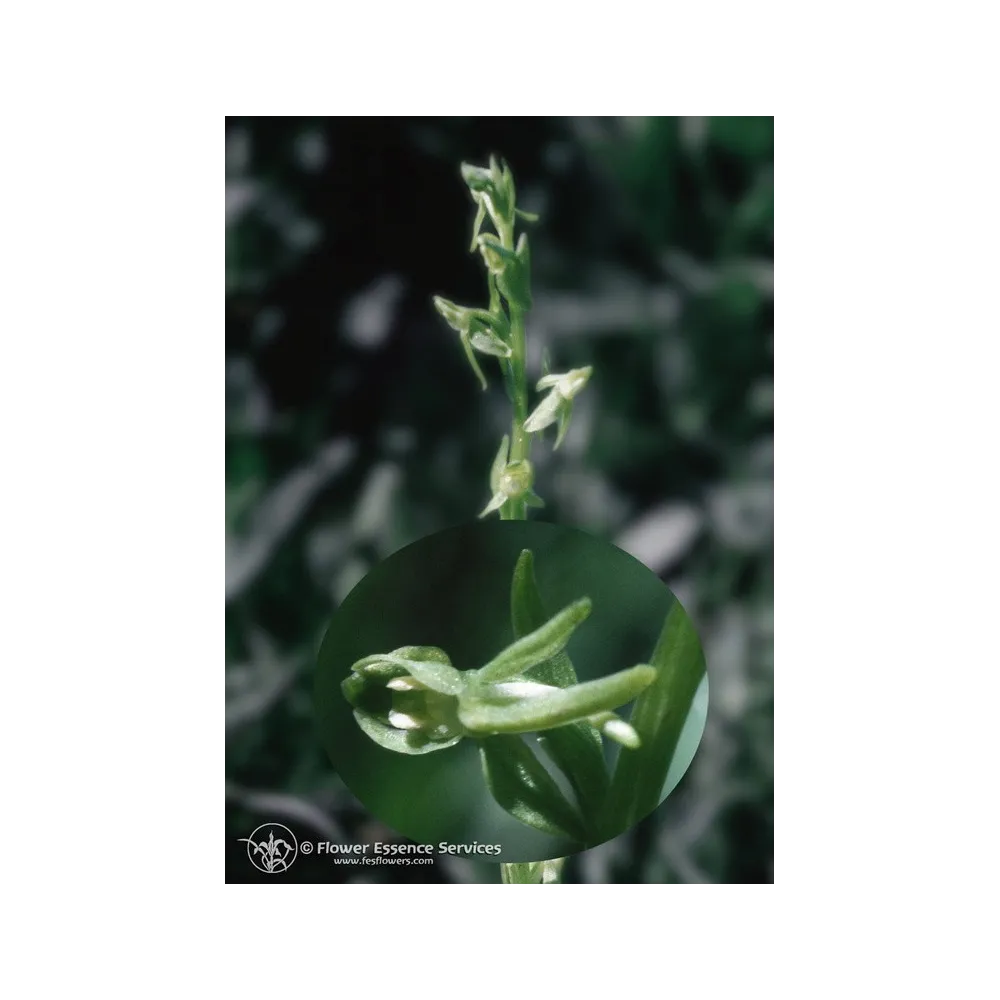 Essenza Singola Californiana FES - Green Rein Orchid (Platanthera sparsiflora) 7,4 ml