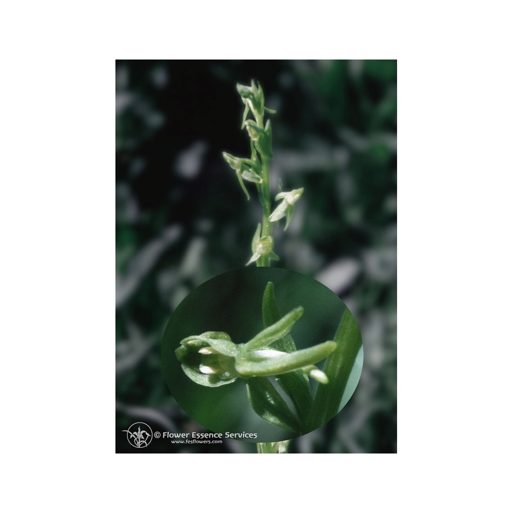 FES Californian Single Essence - Green Rein Orchid (Platanthera sparsiflora) 7.4 ml