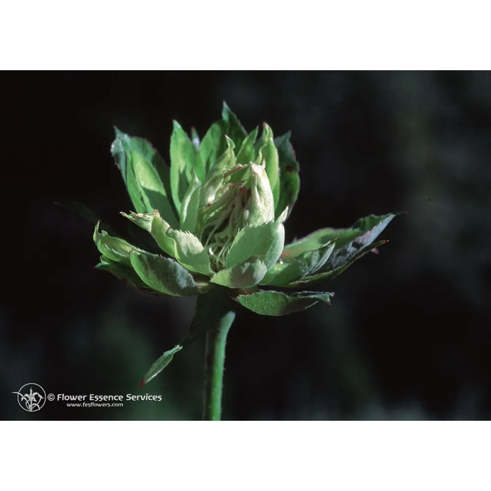 Californian Single Essence FES – Grüne Rose