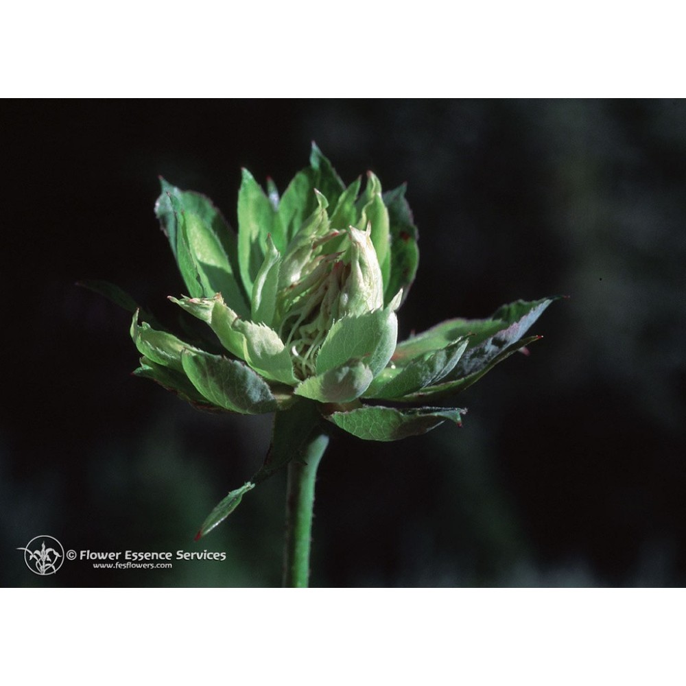 FES Californian Single Essence - Green Rose (Rosa chinensis viridiflora) 7.4 ml