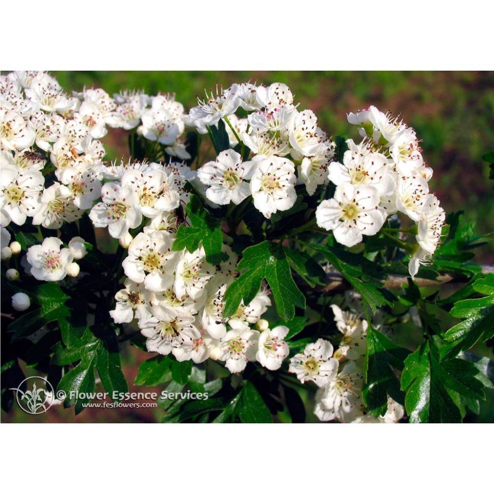 Essenza Singola Californiana FES - Hawthorn (Crataegus oxyacantha) 7,4 ml