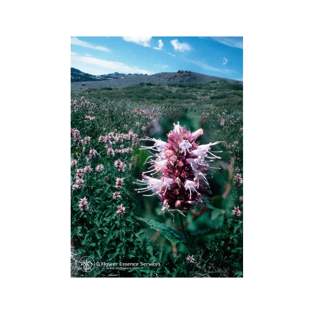 Esencia única californiana FES - Hisopo (Hyssopus officinalis) 7,4 ml