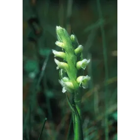 Alaska Single Essence -...