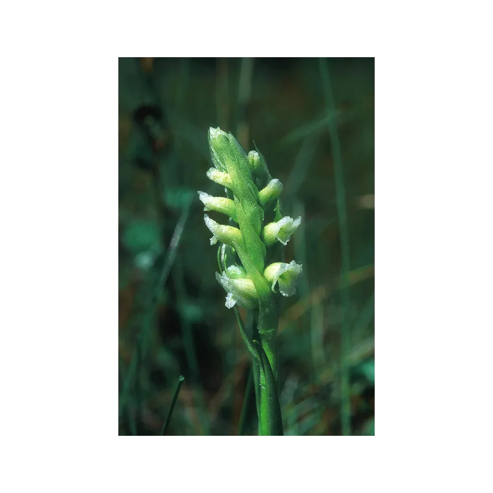 Alaska Single Essence – Frauenhaarfarn (Spiranthes romanoffiana) 7,4 ml