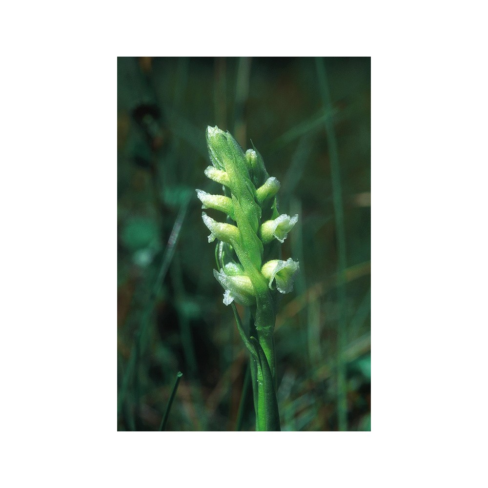 Essenza Singola dell'Alaska - Ladie's Tresses (Spiranthes romanzoffiana) 7,4 ml