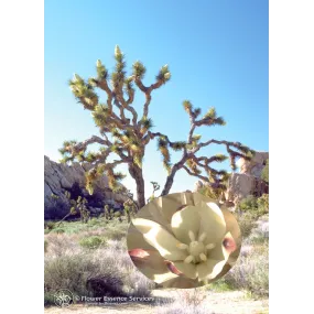 Esencia única californiana...