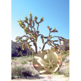Essence unique californienne FES - Joshua Tree (Yucca brevifolia) 7,4 ml