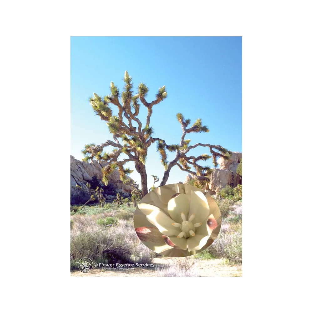 FES mono-essence californienne – Joshua Tree