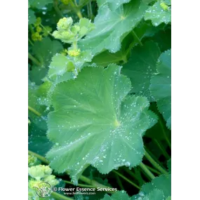 California Single Essence...