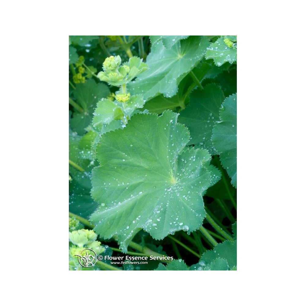 Essenza Singola Californiana FES - Lady's Mantle (Alchemilla vulgaris) 7,4 ml