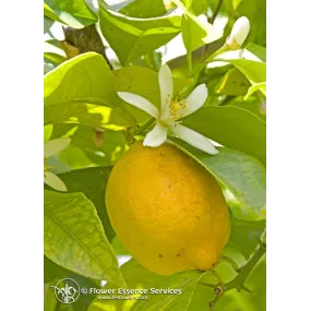 Esencia única californiana...
