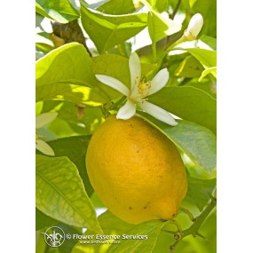 FES Californian Single Essence - Lemon (Citrus limon) 7.4 ml