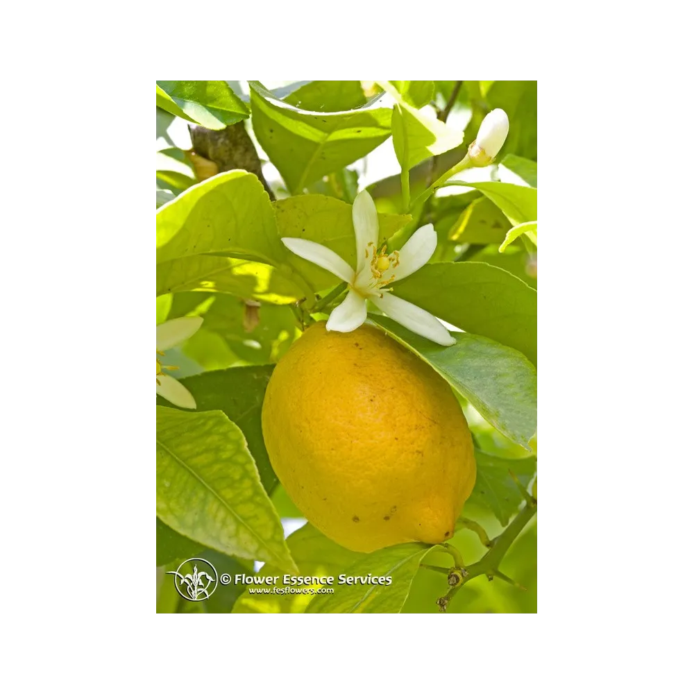 Esencia Californiana Única FES – Limón