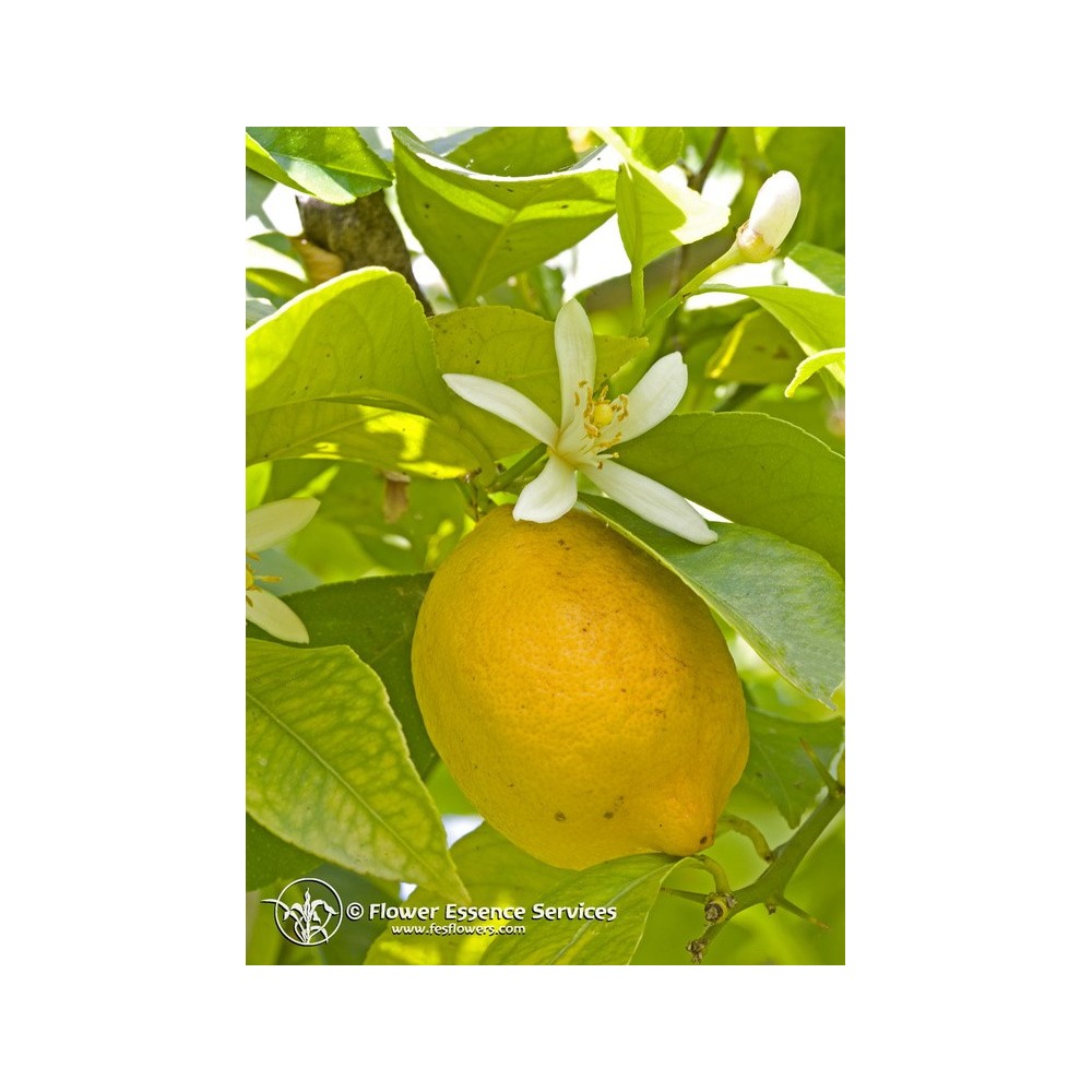 Essenza Singola Californiana FES - Lemon (Citrus limon) 7,4 ml