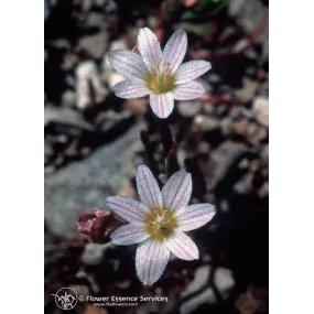 Esencia única californiana...