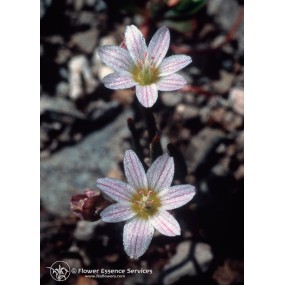 Essenza Singola Californiana FES - Lewisia (Lewisia disepala) 7,4 ml