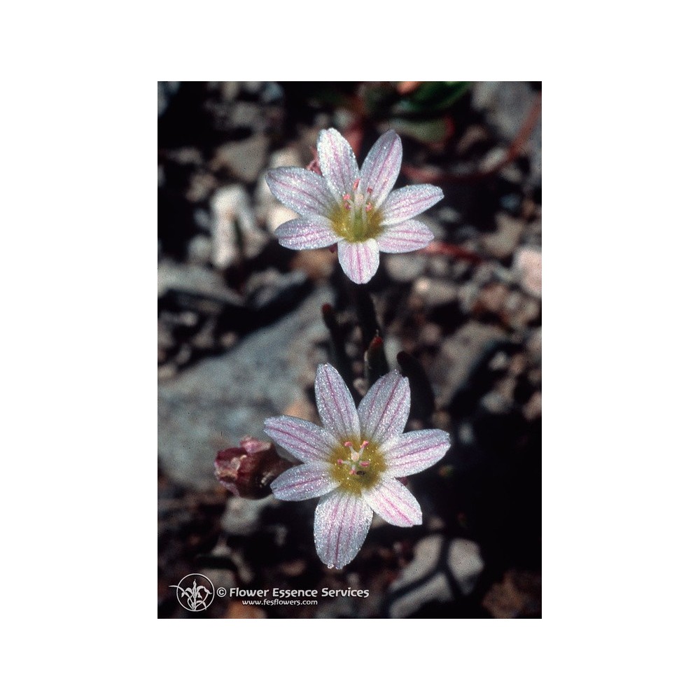 Essenza Singola Californiana FES - Lewisia (Lewisia disepala) 7,4 ml