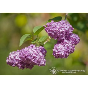FES Californian Single Essence - Lilac (Syringa vulgaris) 7.4 ml