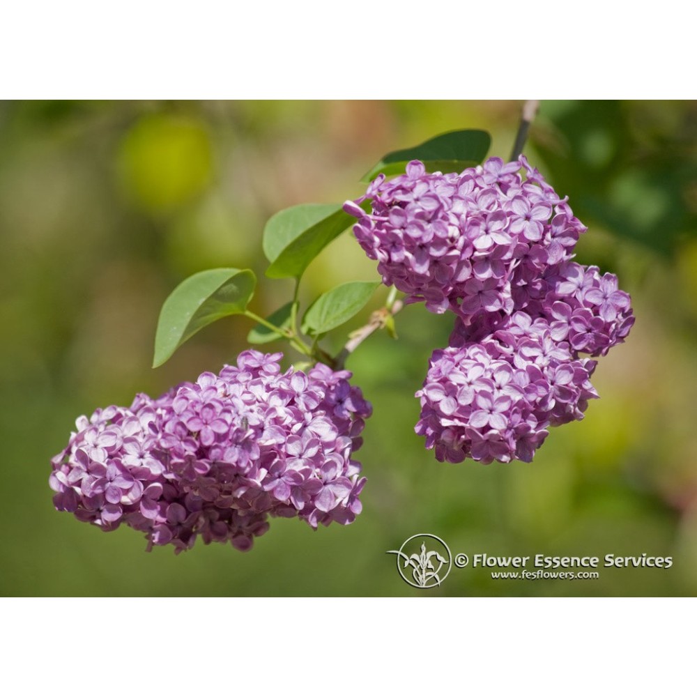 Essence unique californienne FES - Lilas (Syringa vulgaris) 7,4 ml