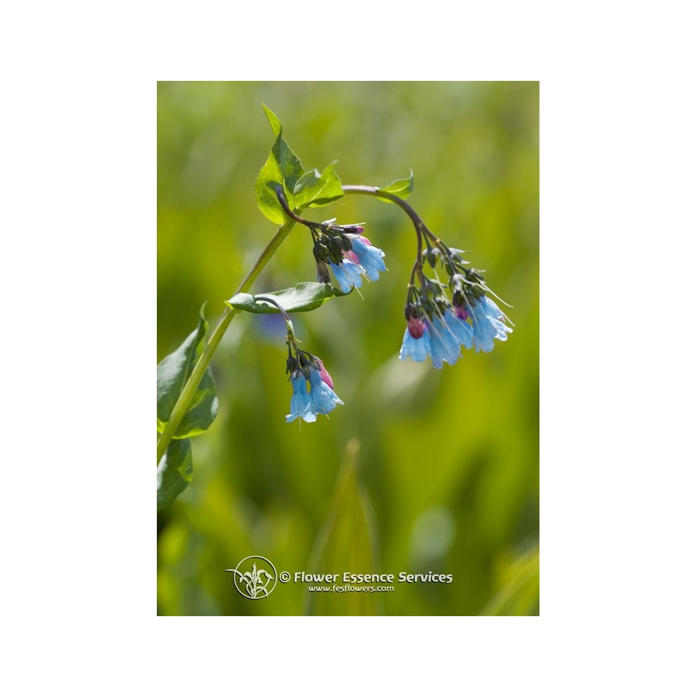 Californian Single Essence FES - Lungwort (Mertensia ciliata) 7.4 ml