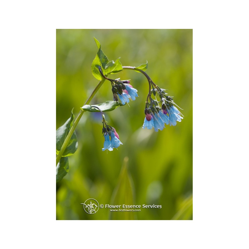 Esencia única californiana FES - Pulmonaria (Mertensia ciliata) 7,4 ml