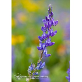 Esencia única californiana FES - Lupino (Lupinus latifolius) 7,4 ml